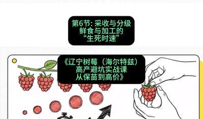 第六节： 采收与分级&mdash;&mdash;鲜食与加工的&ldquo;生死时速&rdquo;，课程：《辽宁树莓（海尔特兹）高产避坑实战课：从保苗到高价》
