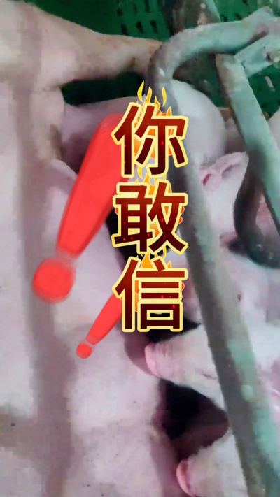 小猪抢不到奶，干瘦不长肉？成活率总上不去？😭
自从用上南商农科这款仔猪补奶机，再也没这烦恼！
✅ 一键设置下料参数，新手也能上手
✅ 恒温补奶，小猪抢着喝，长势超均匀
从车间精工组装到猪场落地使用，每