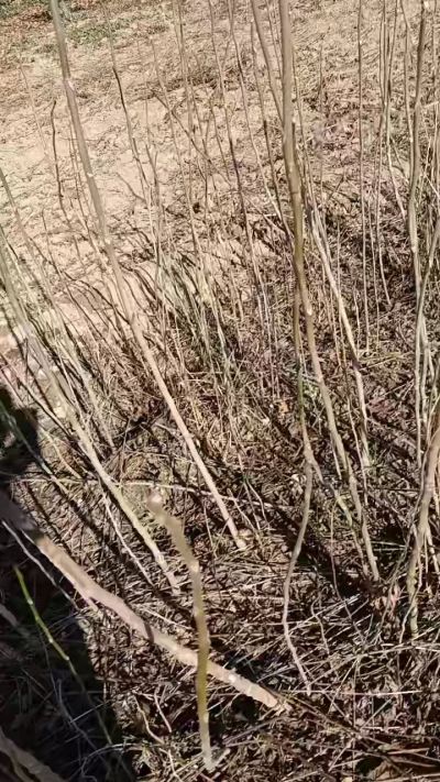 出售臭椿苗，巨峰葡萄苗。药用连翘苗，科研五号优质种苗，2/5年苗，药用连翘树，挂果树，全国包邮到家！财富密码18534302961