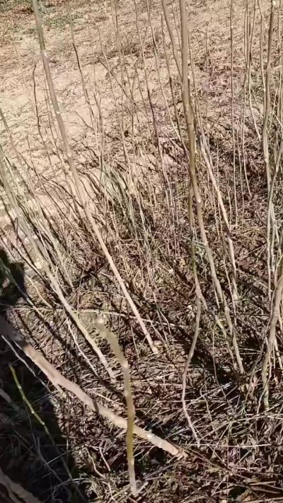 出售臭椿苗，巨峰葡萄苗。药用连翘苗，科研五号优质种苗，2/5年苗，药用连翘树，挂果树，全国包邮到家！财富密码18534302961