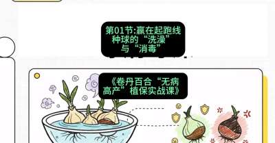 第01节：赢在起跑线&mdash;&mdash;种球的&ldquo;洗澡&rdquo;与&ldquo;消毒&rdquo;，课程：《卷丹百合&ldquo;无病高产&rdquo;植保实战课》#识农AI