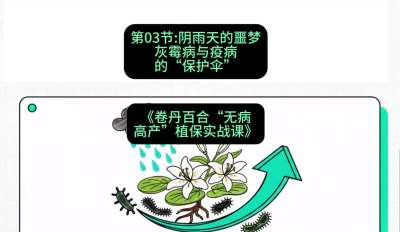 第03节：阴雨天的噩梦&mdash;&mdash;灰霉病与疫病的&ldquo;保护伞&rdquo;，课程：《卷丹百合&ldquo;无病高产&rdquo;植保实战课》#识农AI