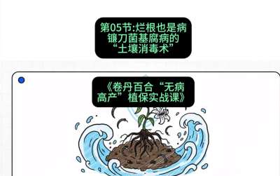 第05节：烂根也是病&mdash;&mdash;镰刀菌基腐病的&ldquo;土壤消毒术&rdquo; ，课程：《卷丹百合&ldquo;无病高产&rdquo;植保实战课》#识农AI