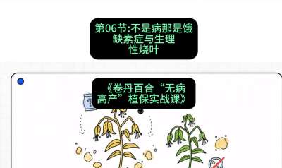 第06节：不是病那是饿&mdash;&mdash;缺素症与生理性烧叶 ，课程：《卷丹百合&ldquo;无病高产&rdquo;植保实战课》#识农AI