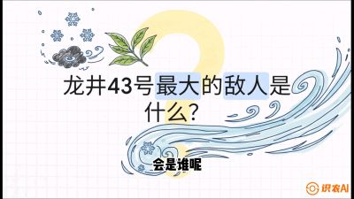 第04节：龙井双璧&mdash;&mdash;龙井43与群体种的差异化护养（重点），课程：《茗茶卫士&mdash;&mdash;茶叶病虫害绿色防控实战课》#识农AI