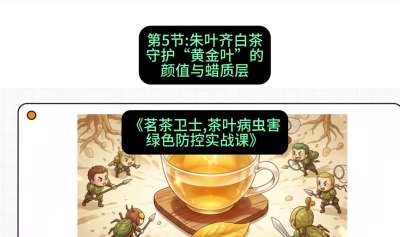 第05节：朱叶齐白茶&mdash;&mdash;守护&ldquo;黄金叶&rdquo;的颜值与蜡质层（重点），课程：《茗茶卫士&mdash;&mdash;茶叶病虫害绿色防控实战课》#识农AI