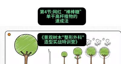 第04节：网红&ldquo;棒棒糖&rdquo;&mdash;&mdash;单干高杆植物的速成法，课程：《景观树木&ldquo;整形外科&rdquo;造型实战特训营》#识农AI