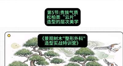 第05节：贵族气质&mdash;&mdash;松柏类&ldquo;云片&rdquo;造型的层次美学，课程：《景观树木&ldquo;整形外科&rdquo;造型实战特训营》#识农AI