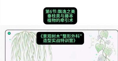 第06节：飘逸之美&mdash;&mdash;垂枝类与藤本植物的牵引术，课程：《景观树木&ldquo;整形外科&rdquo;造型实战特训营》#识农AI