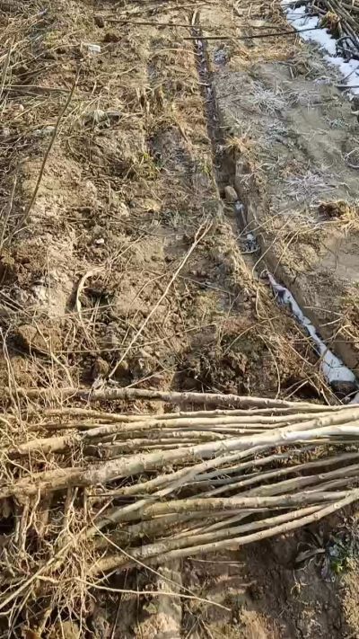 出售臭椿苗，巨峰葡萄苗。药用连翘苗，科研五号优质种苗，2/5年苗，药用连翘树，挂果树，全国包邮到家！财富密码18534302961