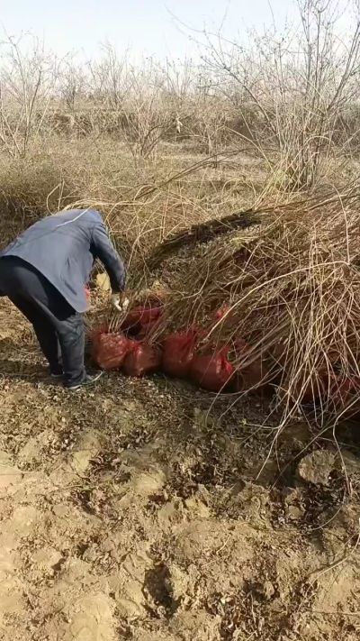 出售药用连翘苗，科研五号优质种苗，2/5年苗，药用连翘树，挂果树，全国包邮到家！财富密码18534302961出售药用连翘苗，科研五号优质种苗，2/5年苗，药用连翘树，挂果树，全国包邮到家！财富密码1