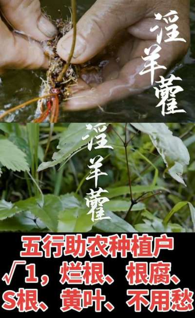 177，1907，0725，V 同号
1  老乡们！种淫羊藿不用乱买肥，咱这款专用肥，针对淫羊藿习性配的，壮苗防烂根，采收多卖钱，用过都回头！
2  咱种淫羊藿图的就是省心高产！专用肥薄肥勤施，苗不烧