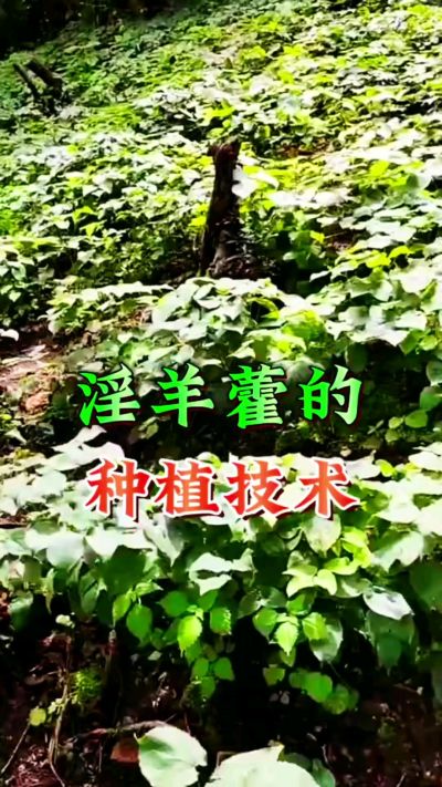揭秘&ldquo;仙草&rdquo;淫羊藿的种植密码！耐严寒耐贫瘠，林下套种不占耕地，管理简单还能套种其他作物，一亩地的投入两亩地的收益～ 想返乡创业的赶紧码住！ #淫羊藿种植技术 #返乡创业项目 #药材种植指南 #农业新风