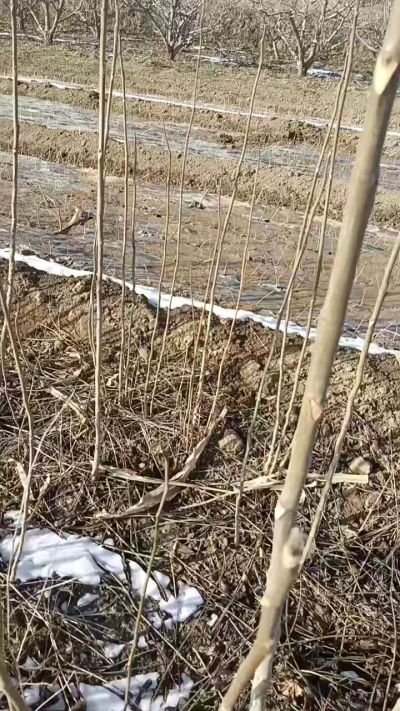 臭椿苗，一年苗，需要联系我，全国包邮到家。18534302961