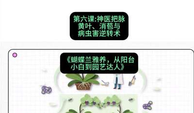第六节：神医把脉：黄叶、消苞与病虫害逆转术，课程：《蝴蝶兰雅养六讲：从阳台小白到园艺达人》#识农AI