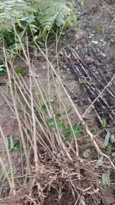 出售臭椿苗，巨峰葡萄苗。药用连翘苗，科研五号优质种苗，2/5年苗，药用连翘树，挂果树，全国包邮到家！财富密码18534302961