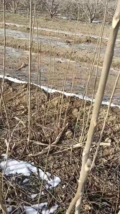 出售臭椿苗，巨峰葡萄苗。药用连翘苗，科研五号优质种苗，2/5年苗，药用连翘树，挂果树，全国包邮到家！财富密码18534302961