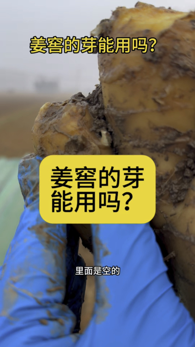 姜窖的芽能用吗？