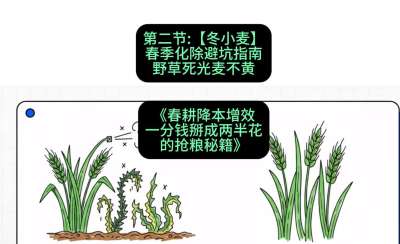第二节：【冬小麦】春季化除避坑指南，野草死光麦不黄