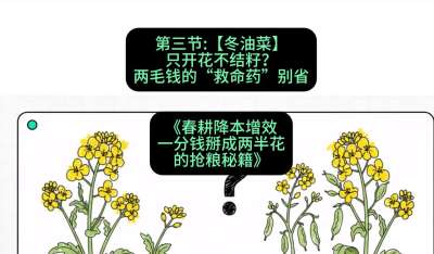 第三节：【冬油菜】只开花不结籽？两毛钱的&ldquo;救命药&rdquo;别省