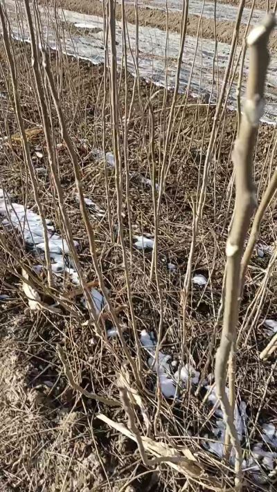 出售臭椿苗，巨峰葡萄苗。药用连翘苗，科研五号优质种苗，2/5年苗，药用连翘树，挂果树，全国包邮到家！财富密码18534302961