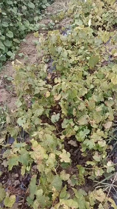 出售巨峰葡萄苗。药用连翘苗，科研五号优质种苗，2/5年苗，药用连翘树，挂果树，全国包邮到家！财富密码18534302961