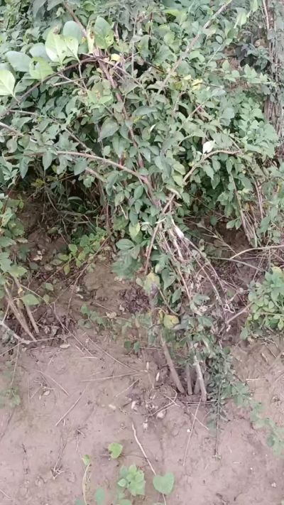 出售药用连翘苗，科研五号优质种苗，2/5年苗，药用连翘树，挂果树，全国包邮到家！财富密码18534302961