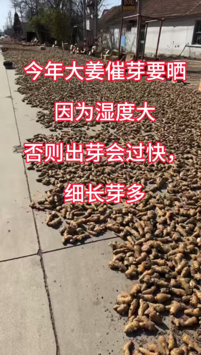 今年大姜催芽要晒种！