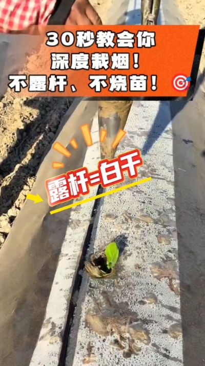 这个栽法太关键了！深栽是烤烟成活的根本，亲测有效！