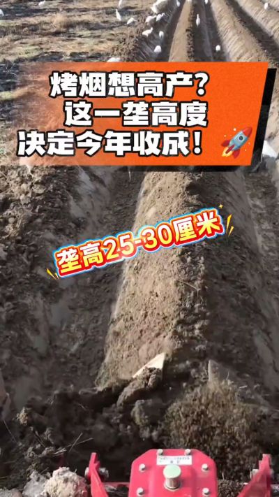 想让烤烟高产，就得从细节抓起。分享一点实打实的干货，只为帮大家少走弯路，种出好烟叶！🌱👍