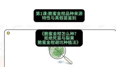 第1节：脆蜜金柑品种来源、特性与真假苗鉴别，课程：《脆蜜金柑怎么种？拒绝死苗与裂果，脆蜜金柑8步避坑种植法》#识农AI