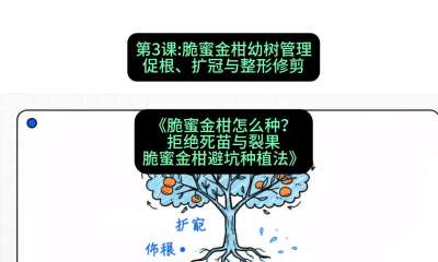 第3节：脆蜜金柑幼树管理：促根、扩冠与整形修剪，课程：《脆蜜金柑怎么种？拒绝死苗与裂果，脆蜜金柑8步避坑种植法》#识农AI