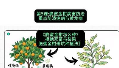 第5节：脆蜜金柑病害防治：重点防溃疡病与黄龙病，课程：《脆蜜金柑怎么种？拒绝死苗与裂果，脆蜜金柑8步避坑种植法》#识农AI