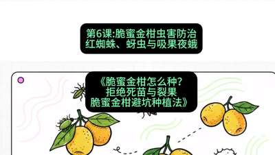 第6节：脆蜜金柑虫害防治：红蜘蛛、蚜虫与吸果夜蛾，课程：《脆蜜金柑怎么种？拒绝死苗与裂果，脆蜜金柑8步避坑种植法》#识农AI