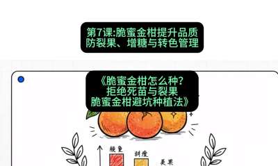 第7节：脆蜜金柑提升品质：防裂果、增糖与转色管理，课程：《脆蜜金柑怎么种？拒绝死苗与裂果，脆蜜金柑8步避坑种植法》#识农AI