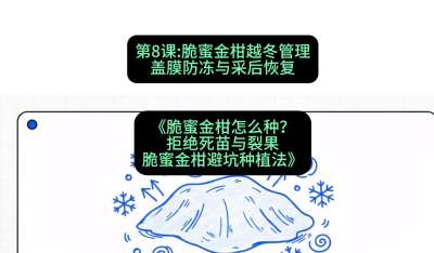 第8节：脆蜜金柑越冬管理：盖膜防冻与采后恢复，课程：《脆蜜金柑怎么种？拒绝死苗与裂果，脆蜜金柑8步避坑种植法》#识农AI