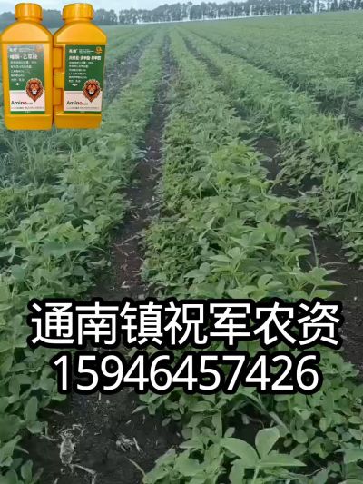 大豆苗前封闭，可封红根苋菜，灰菜，兰花菜，野豆子，捞豆秧等恶性杂草，封杀兼备的高端产品。