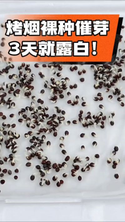 烤烟裸种催芽小技巧，清水浸泡、保温保湿，3天就能露白，出苗快又齐！烟农朋友收藏备用～