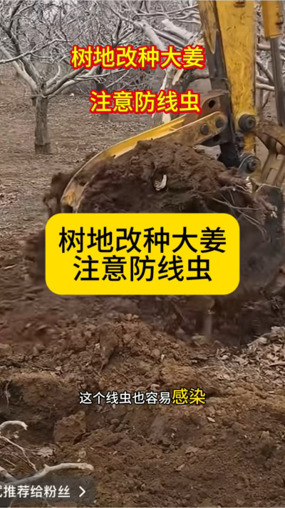 树地改种大姜，注意防线虫！