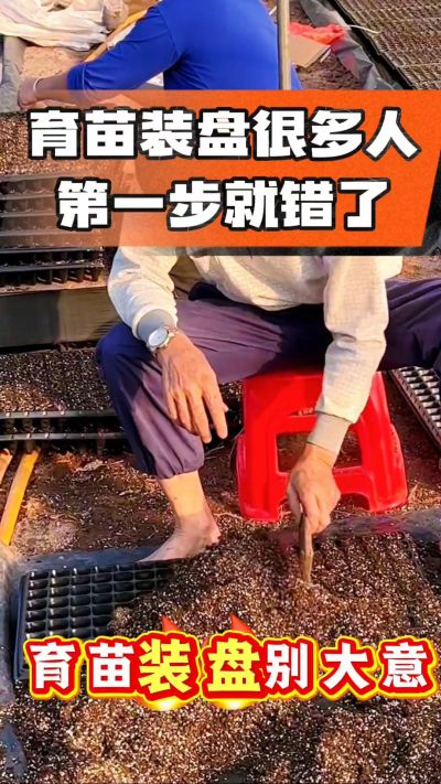 烤烟育苗基质装盘，一步做对，出苗整齐又壮苗！装盘技巧记牢，少走弯路，育苗更省心