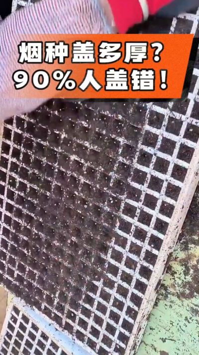烟种盖多厚？90%烟农都盖错！薄盖才出苗齐、不闷种，烤烟育苗关键一步，照着做就对了