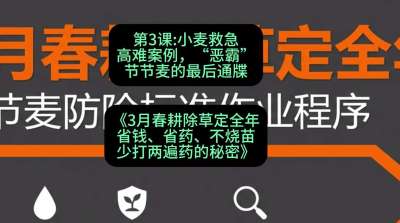 第3节：小麦救急高难案例，&ldquo;恶霸&rdquo;节节麦的最后通牒，课程：《3月春耕除草定全年：省钱、省药、不烧苗、少打两遍药的秘密》