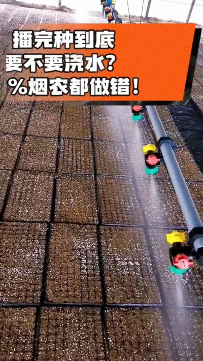 烤烟播完种一定要浇透底水，喷雾慢浇、别大水冲，盘底漏水才算到位，出苗又齐又壮！#烤烟育苗 #烤烟种植 #烟农干货 #育苗技术