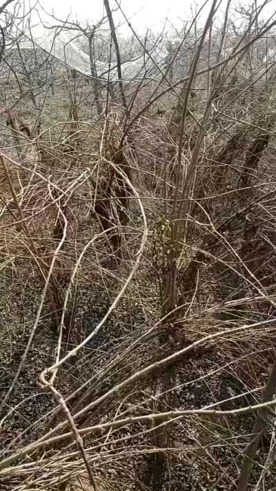 出售药用连翘苗，科研五号优质种苗，2/5年苗，药用连翘树，挂果树，全国包邮到家！财富密码18534302961