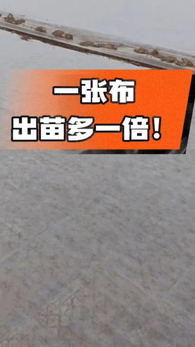 烤烟育苗盖无纺布，保温保湿出苗齐，不烂种、出苗快，烟农必备小技巧！