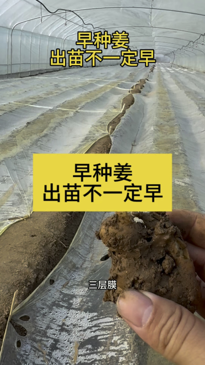 早种姜，出苗不一定早！