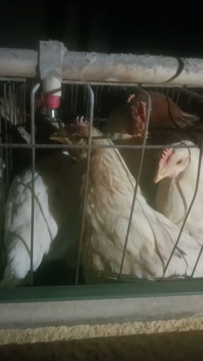 这鸡群在怪叫，怪叫的原因是痰化黏着，形成的比呼噜更重的一种呼吸道。其病因为肺中有热，热灼而痰黏，从而引起的怪叫。