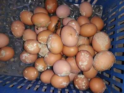 蛋禽出现肠炎拉稀，粪蛋偏多的原因