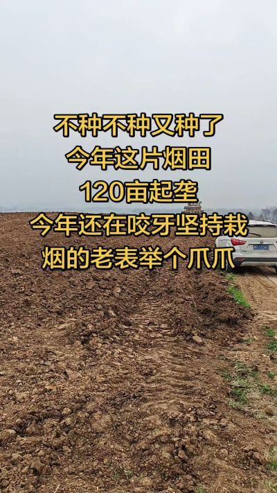 不种不种又种啦，还在咬牙坚持栽烟的老表集合啦！