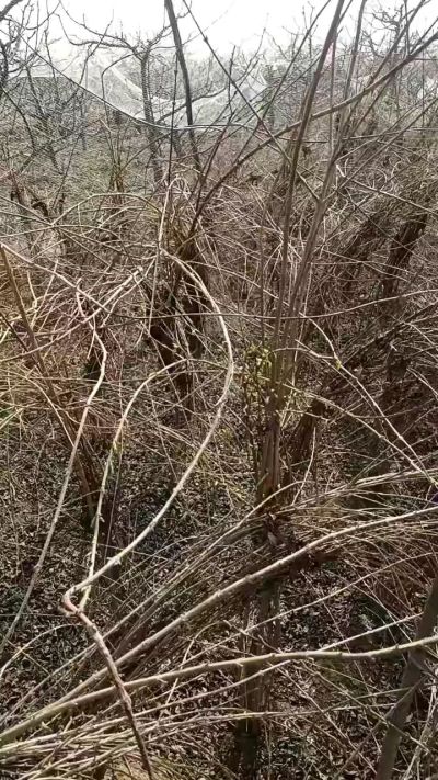 药用连翘苗，科研种苗定制树。挂果树。需要联系18534302961